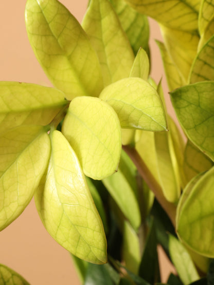 Medium ZZ Plant &